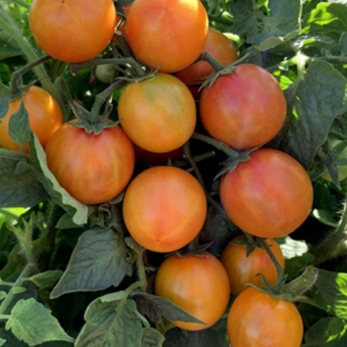 Isis Candy Tomato by MIgardener