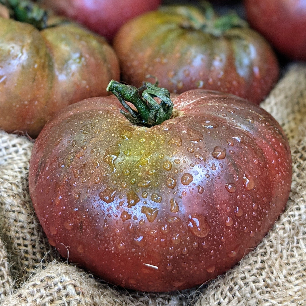 Brandywine Black Tomato by MIgardener