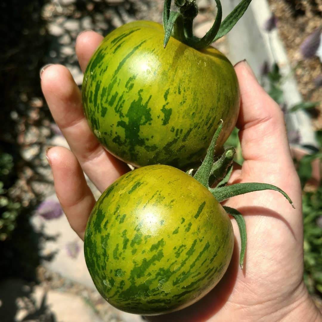 Green Zebra Tomato by MIgardener