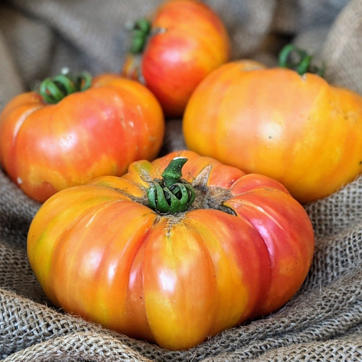 Big Rainbow Tomato by MIgardener