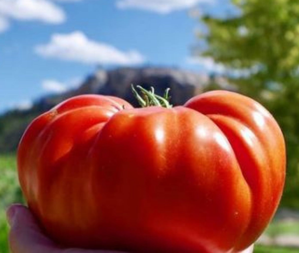 Cuostralee Tomato by MIgardener