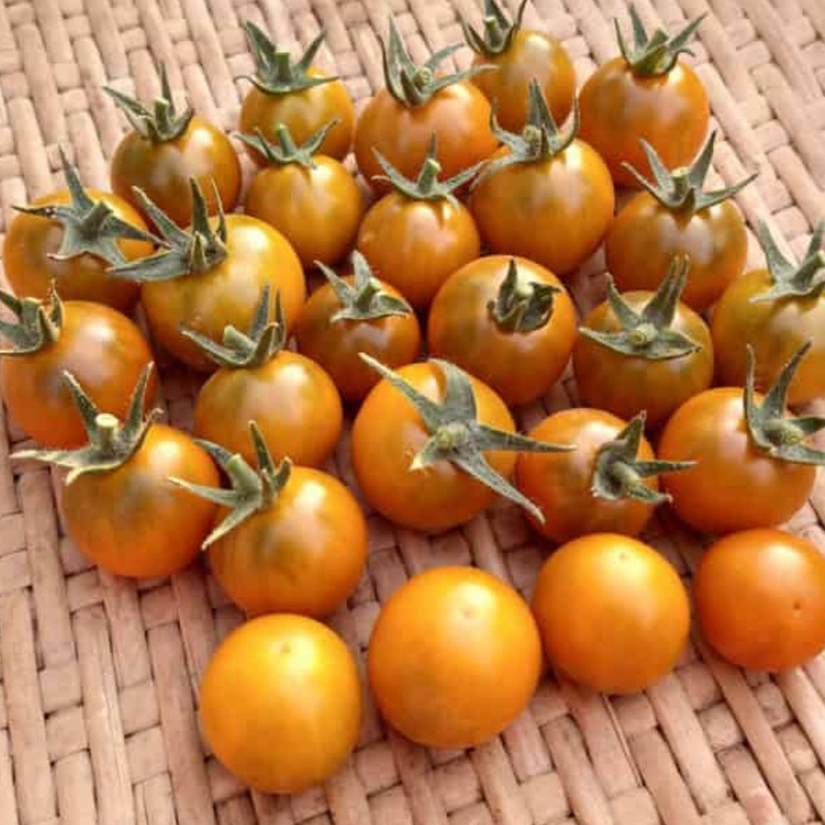Dark Orange Muscat Tomato by MIgardener