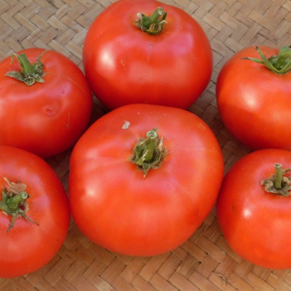 Fireworks Tomato by MIgardener
