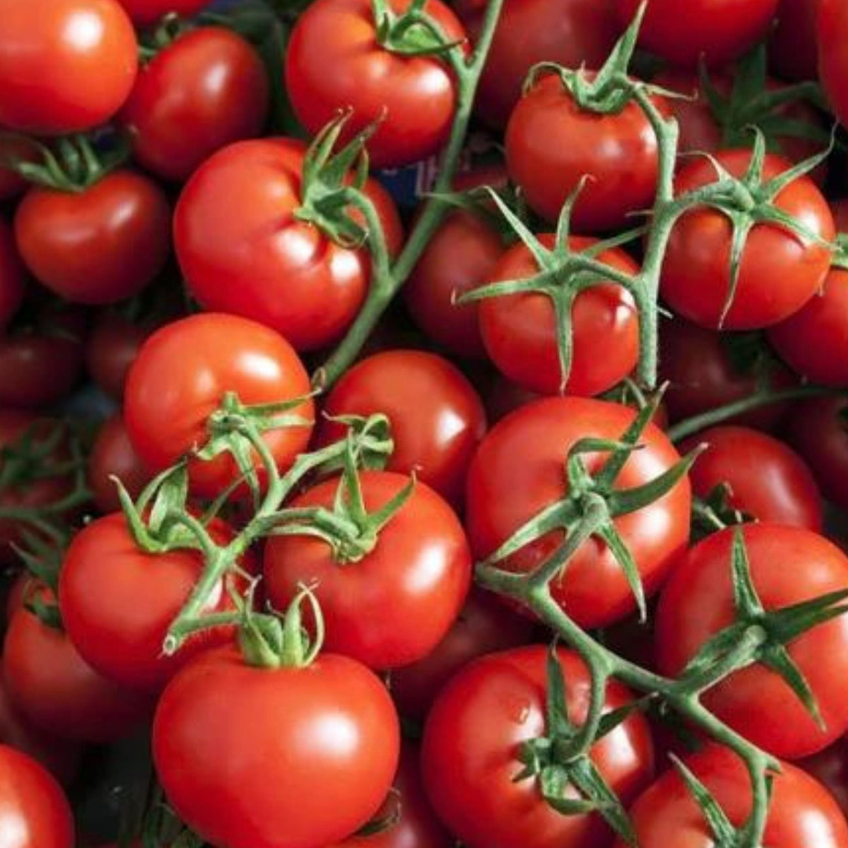 Small Red Cherry Tomato by MIgardener