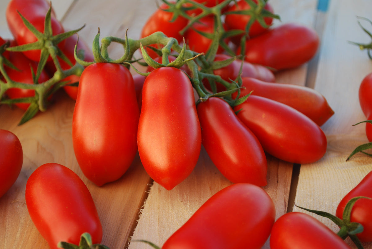 Ten Fingers of Naples Tomato by MIgardener