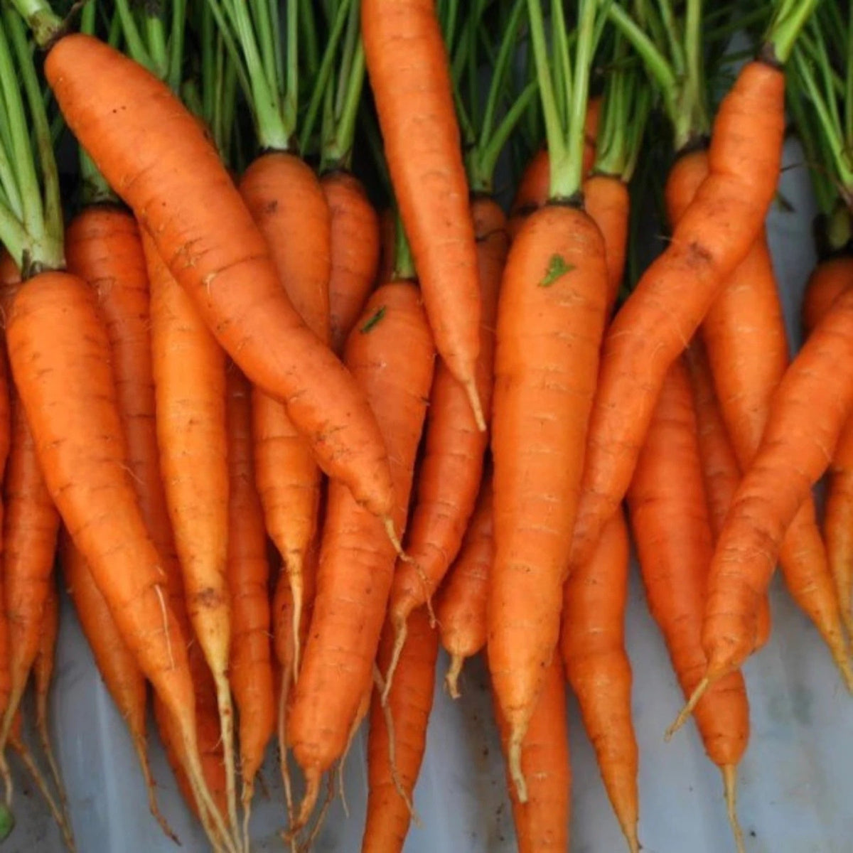 Tendersweet Carrot Seeds by Papaws Garden Supply