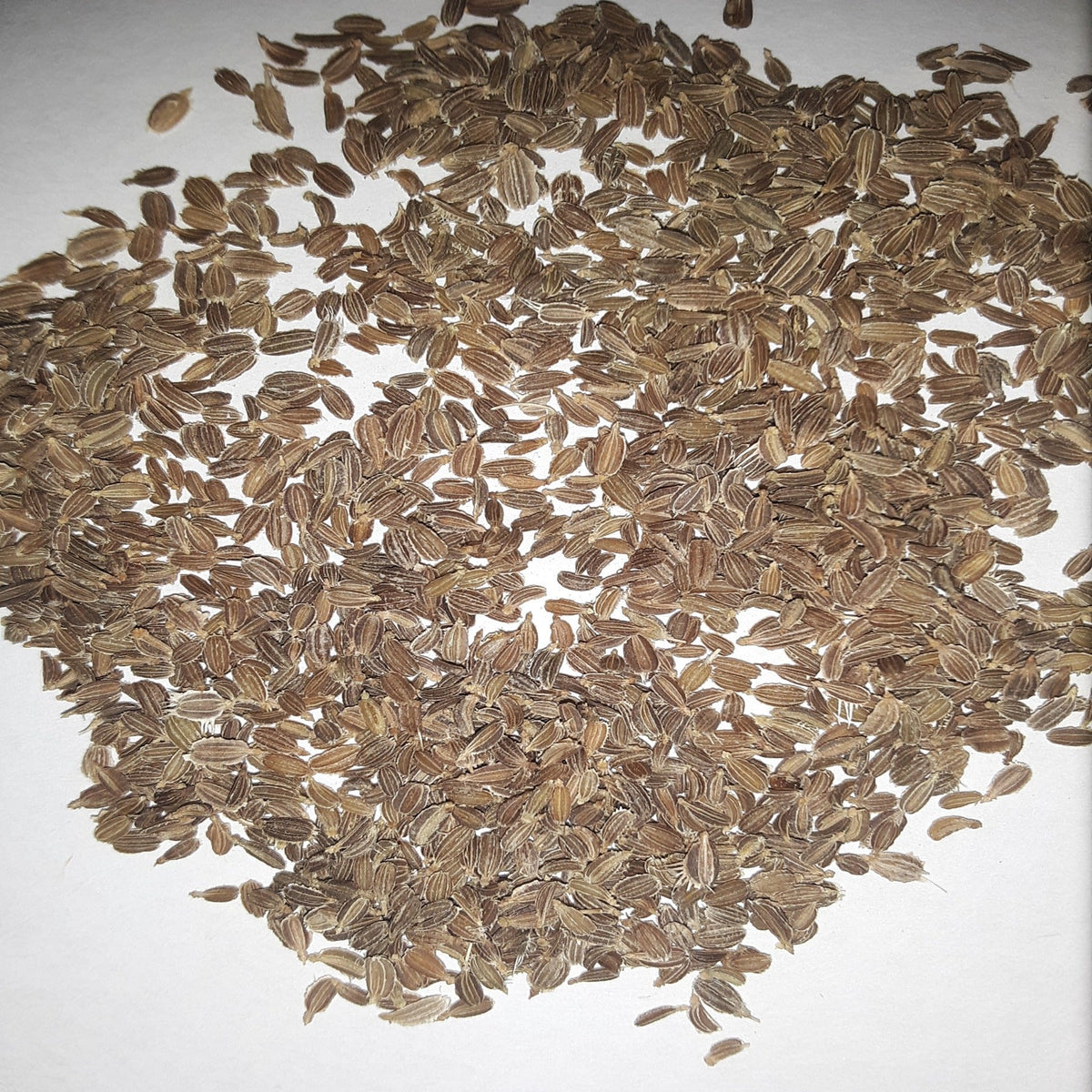 Tendersweet Carrot Seeds, image 2 of 7