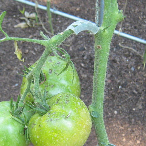 Tomato Saver Truss Supports (20ct.) by MIgardener