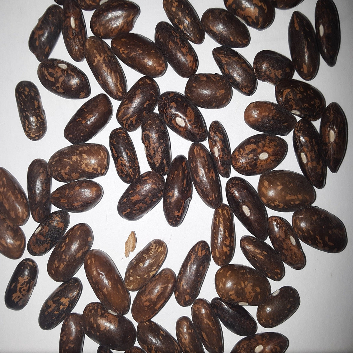 Top Crop Bush Green Bean, image 2 of 6