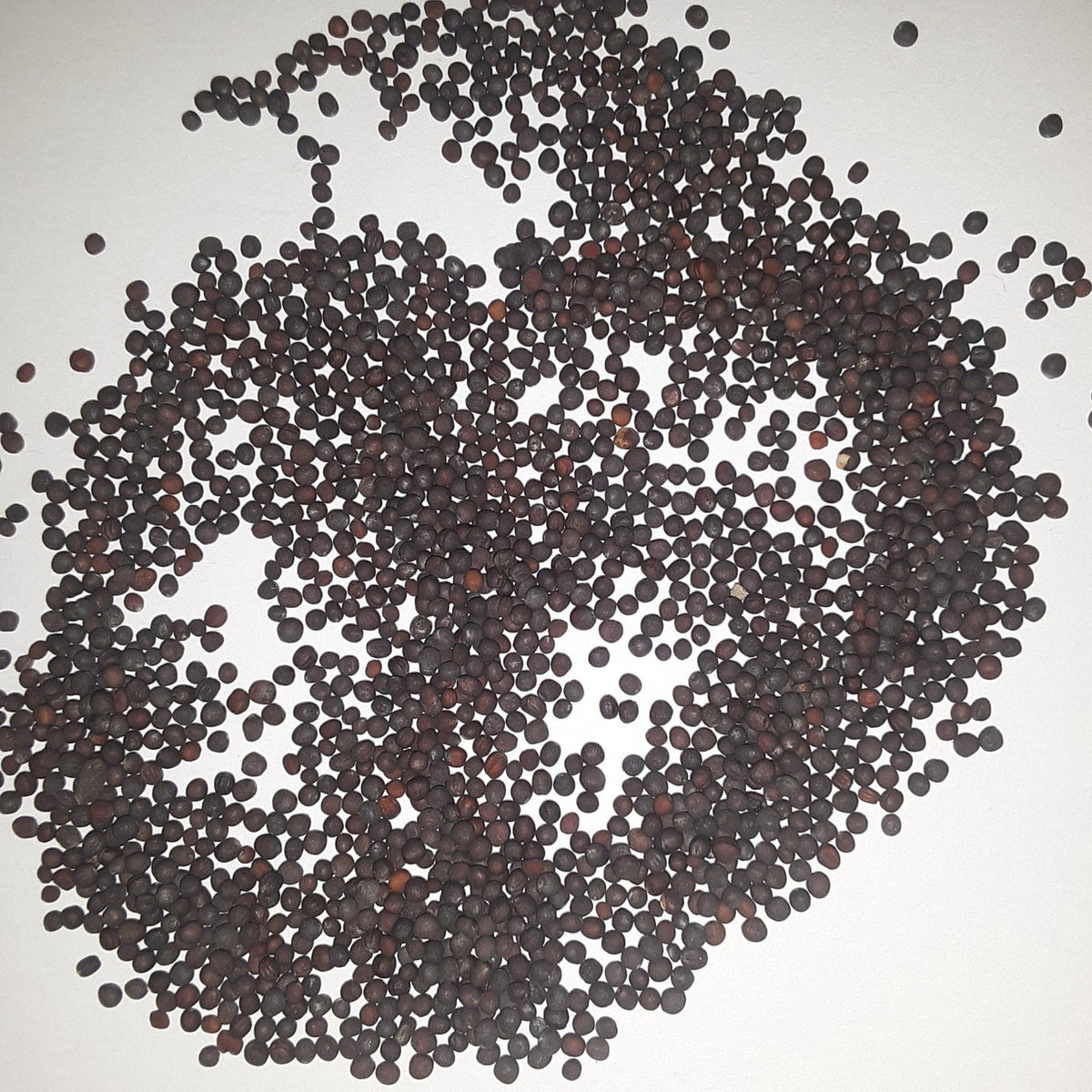 Purple Top White Globe Turnip Seeds, image 2 of 5
