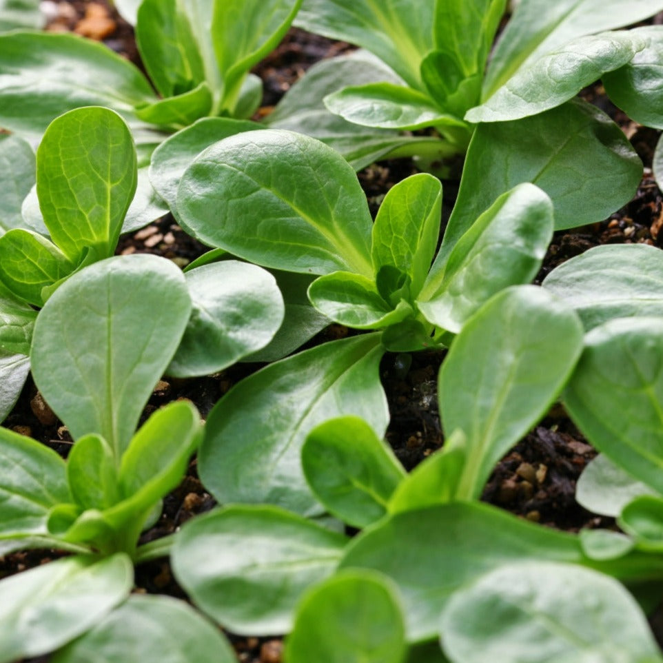 Vit Mache by MIgardener