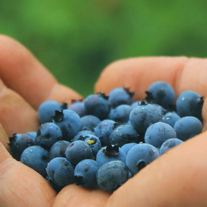 Wild Blueberry Preserve 10.8oz