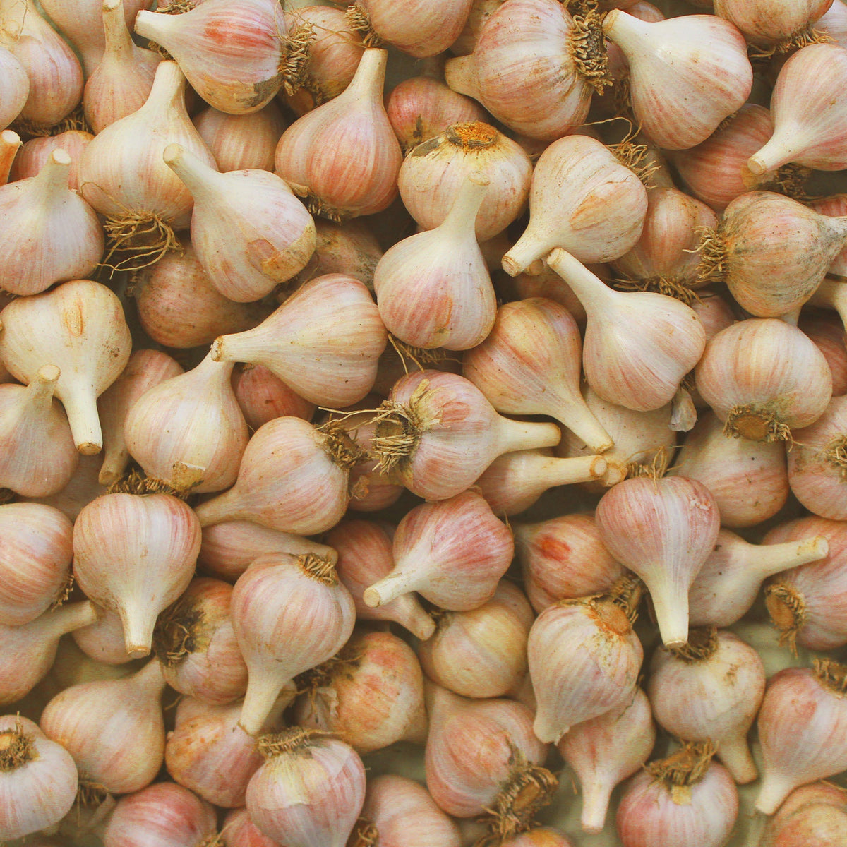 Roasted Garlic Savory Jam 10.8oz - FRESH JAM COMING SOON, image 8 of 11