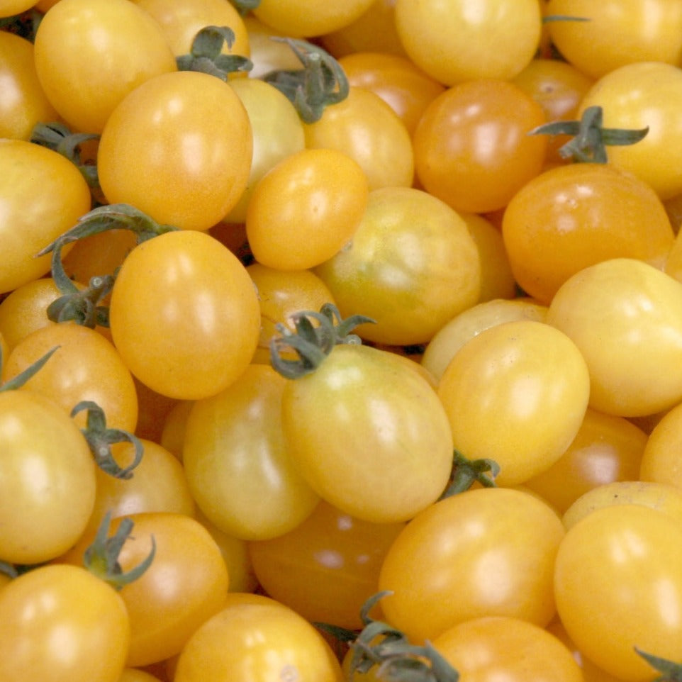 Champagne Bubbles Tomato by MIgardener