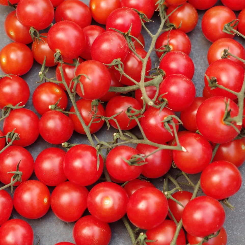 Red Centiflor Tomato by MIgardener