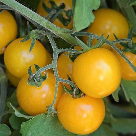 Hartman's Yellow Gooseberry Tomato by MIgardener
