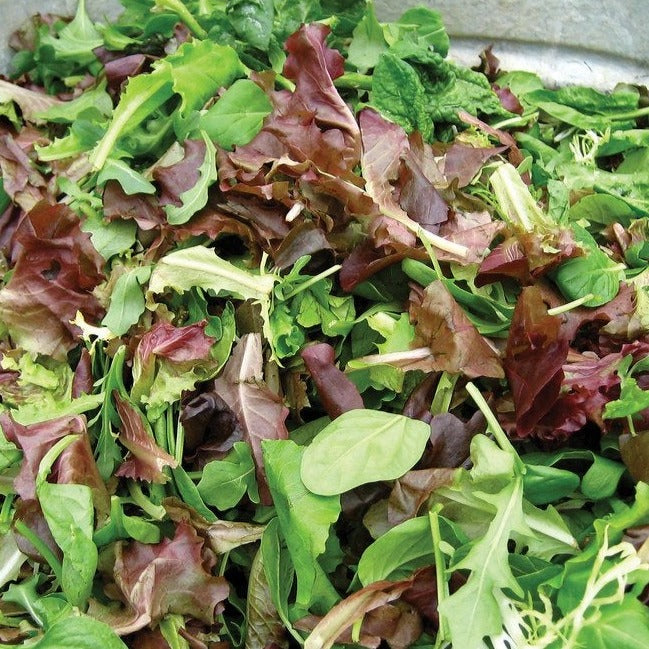 Salad Bowl Mix by MIgardener