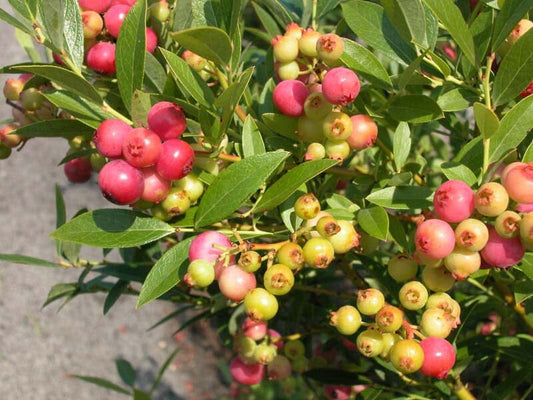 Pink Lemonade Blueberry Plant - Vibrant Flavor for Your Garden from Everglades Farm