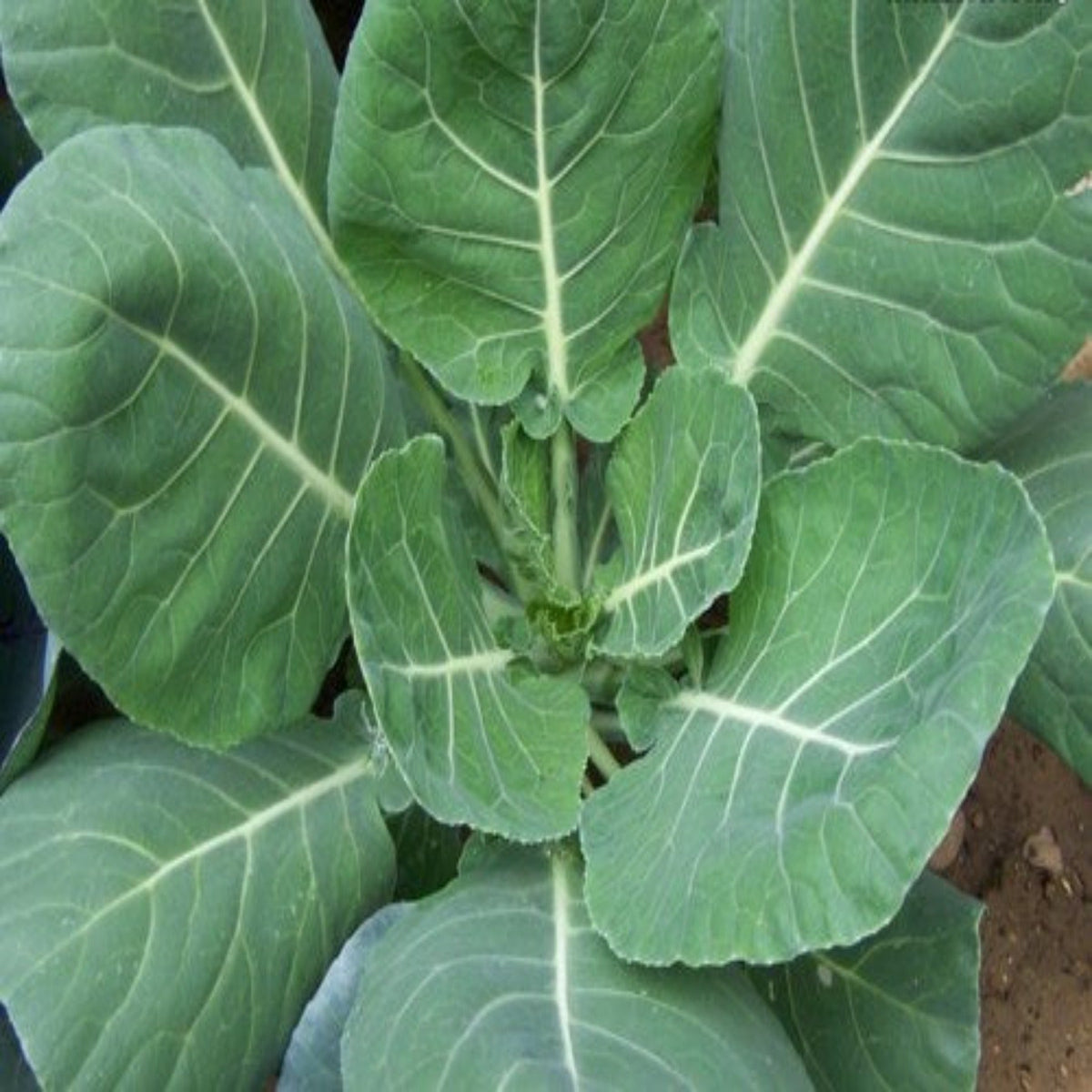 Collard Greens, Vates Heirloom Seeds by Papaws Garden Supply