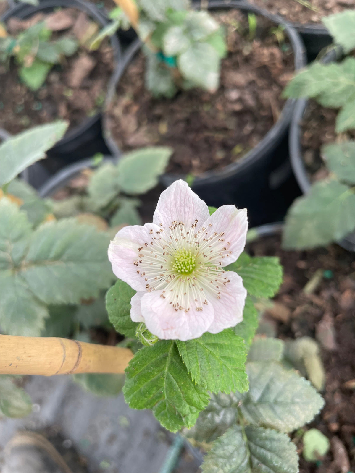 Von, Summer Bearing, Thornless, Blackberry Plant from Everglades Farm