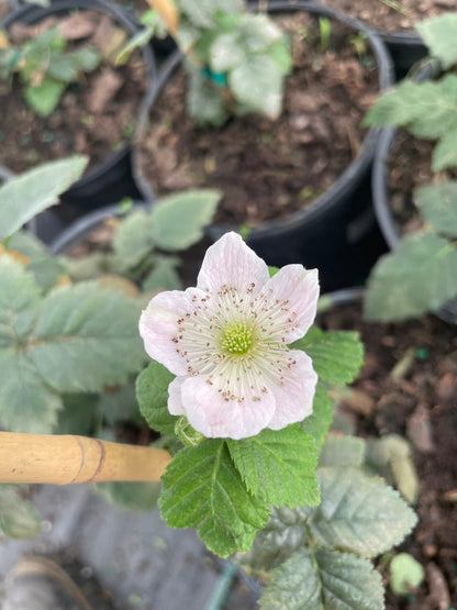 Von, Summer Bearing, Thornless, Blackberry Plant from Everglades Farm