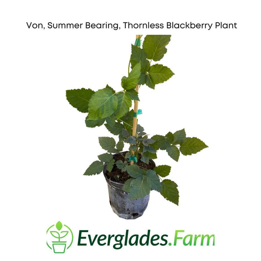 Von, Summer Bearing, Thornless, Blackberry Plant from Everglades Farm