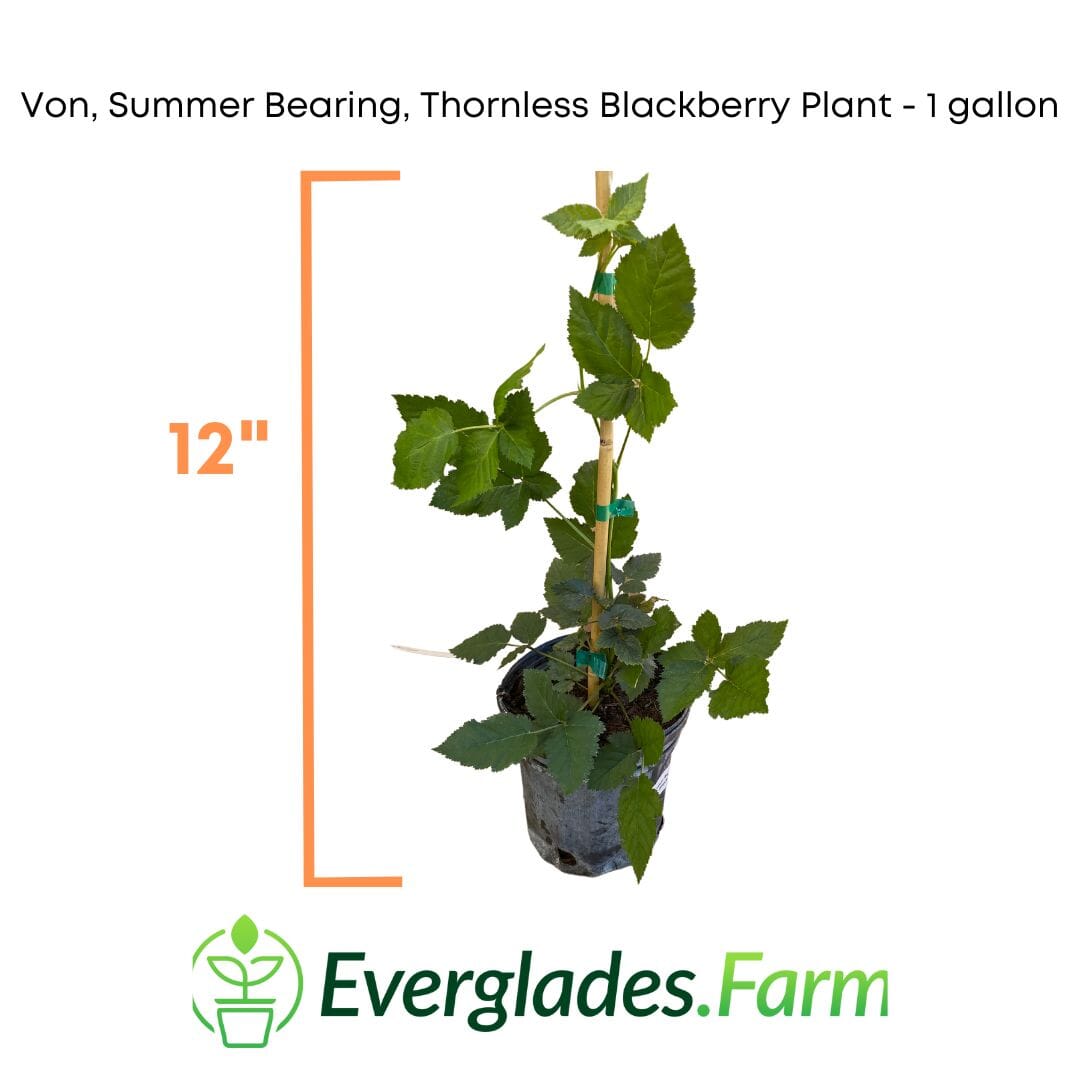 Von, Summer Bearing, Thornless, Blackberry Plant from Everglades Farm