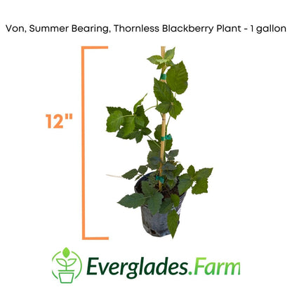 Von, Summer Bearing, Thornless, Blackberry Plant from Everglades Farm