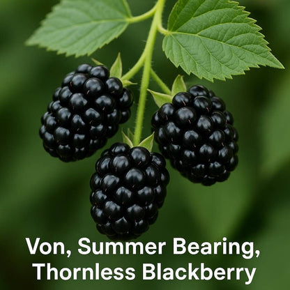 Von, Summer Bearing, Thornless, Blackberry Plant from Everglades Farm