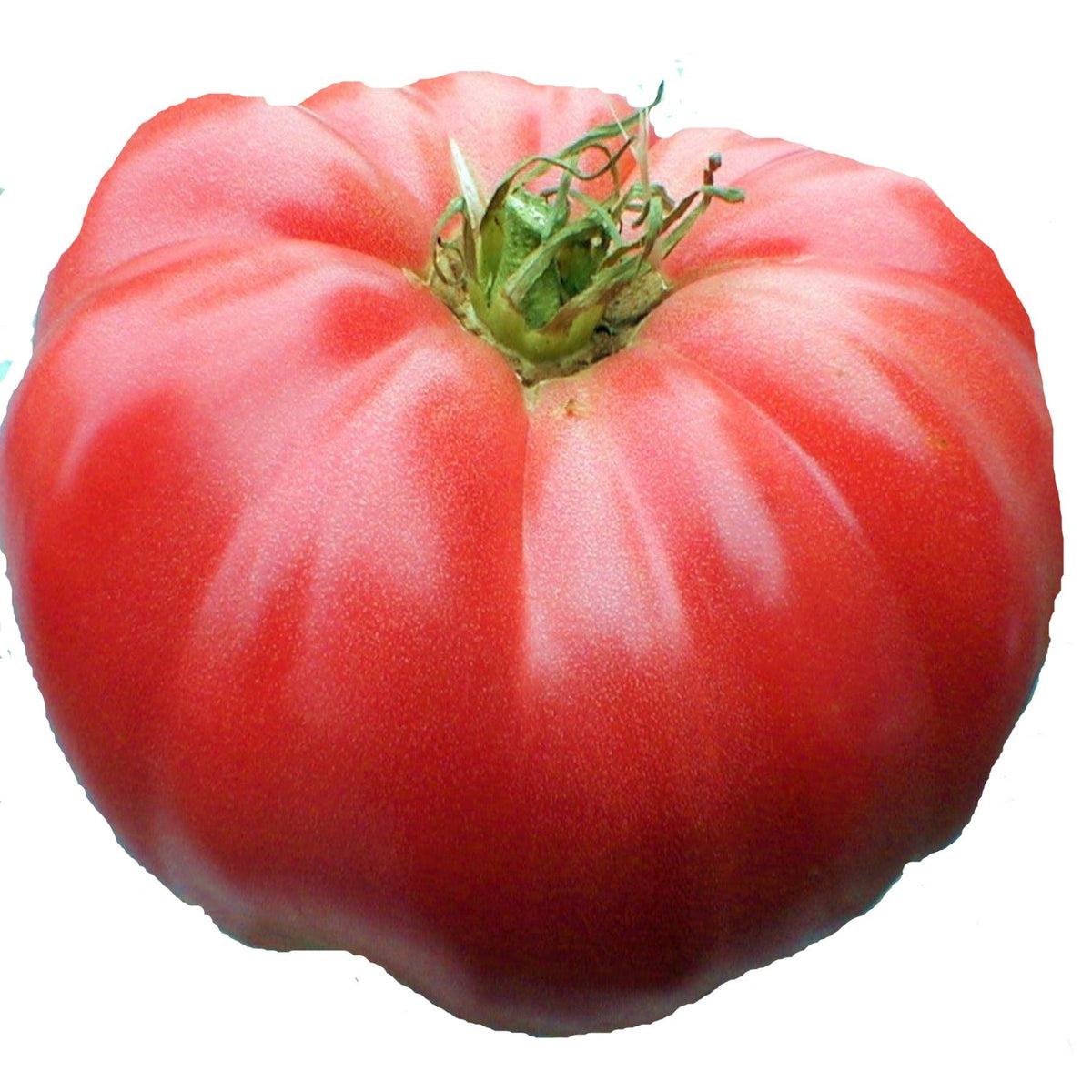 Watermelon Heirloom Beefsteak Tomato Seeds by Papaws Garden Supply