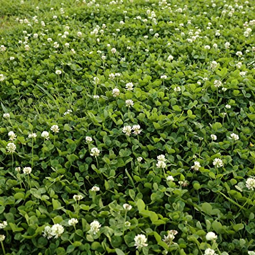 Papaw's Garden Supply White Dutch Heirloom Clover Cover Crop Seed 4oz Packs by Papaws Garden Supply
