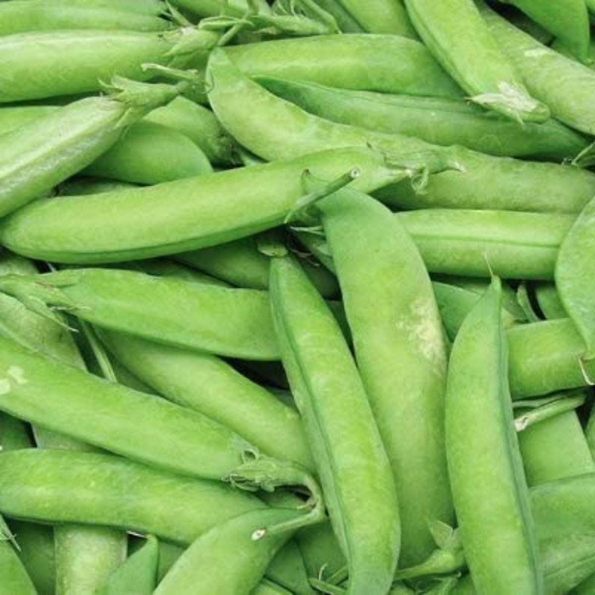 Wando Bush Pea Seeds by Papaws Garden Supply