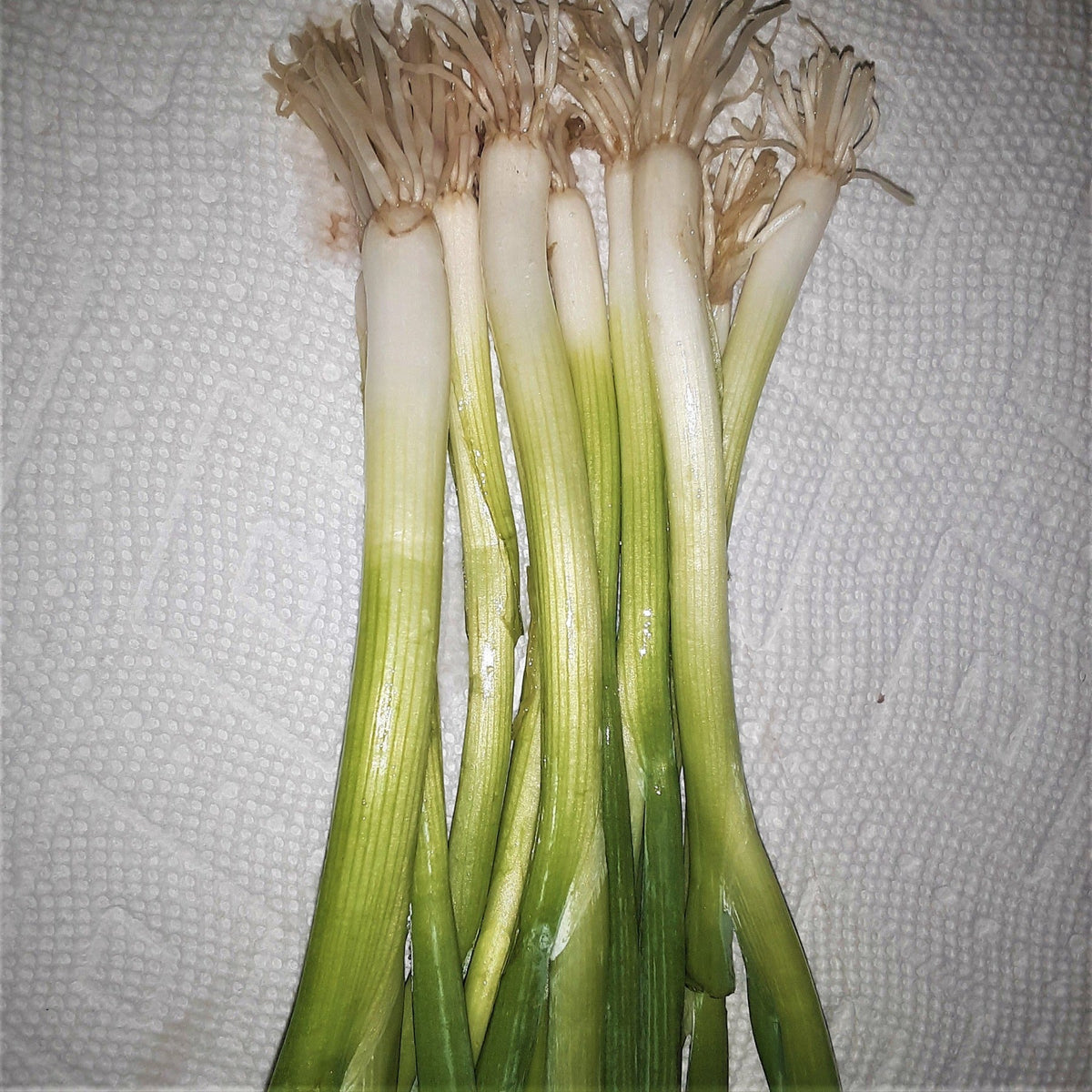 Onion Warrior Bunching Seeds by Papaws Garden Supply
