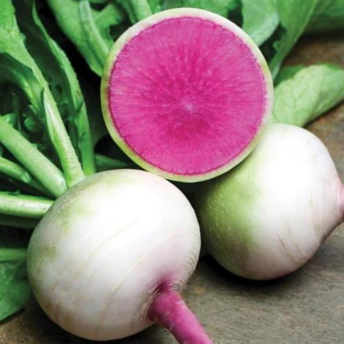 Watermelon (Winter) Radish Seeds by Papaws Garden Supply