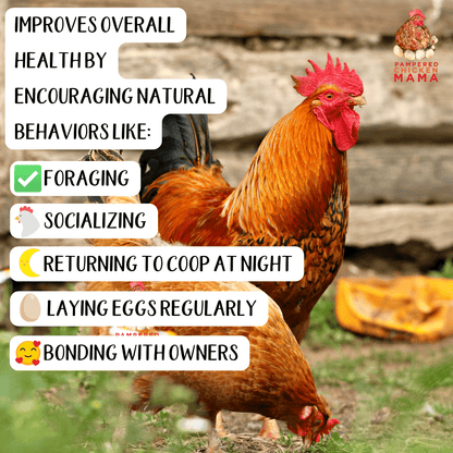 Premium Cracked Corn - Grown in Missouri for Pet Chickens from Dahlia Pets
