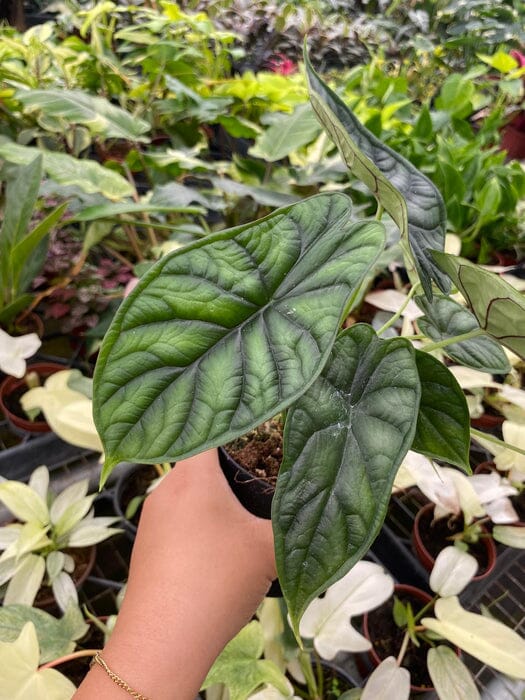Alocasia Dragon Scale - Exotic Tropical Beauty | Rare Houseplant 4" pot from Everglades Farm