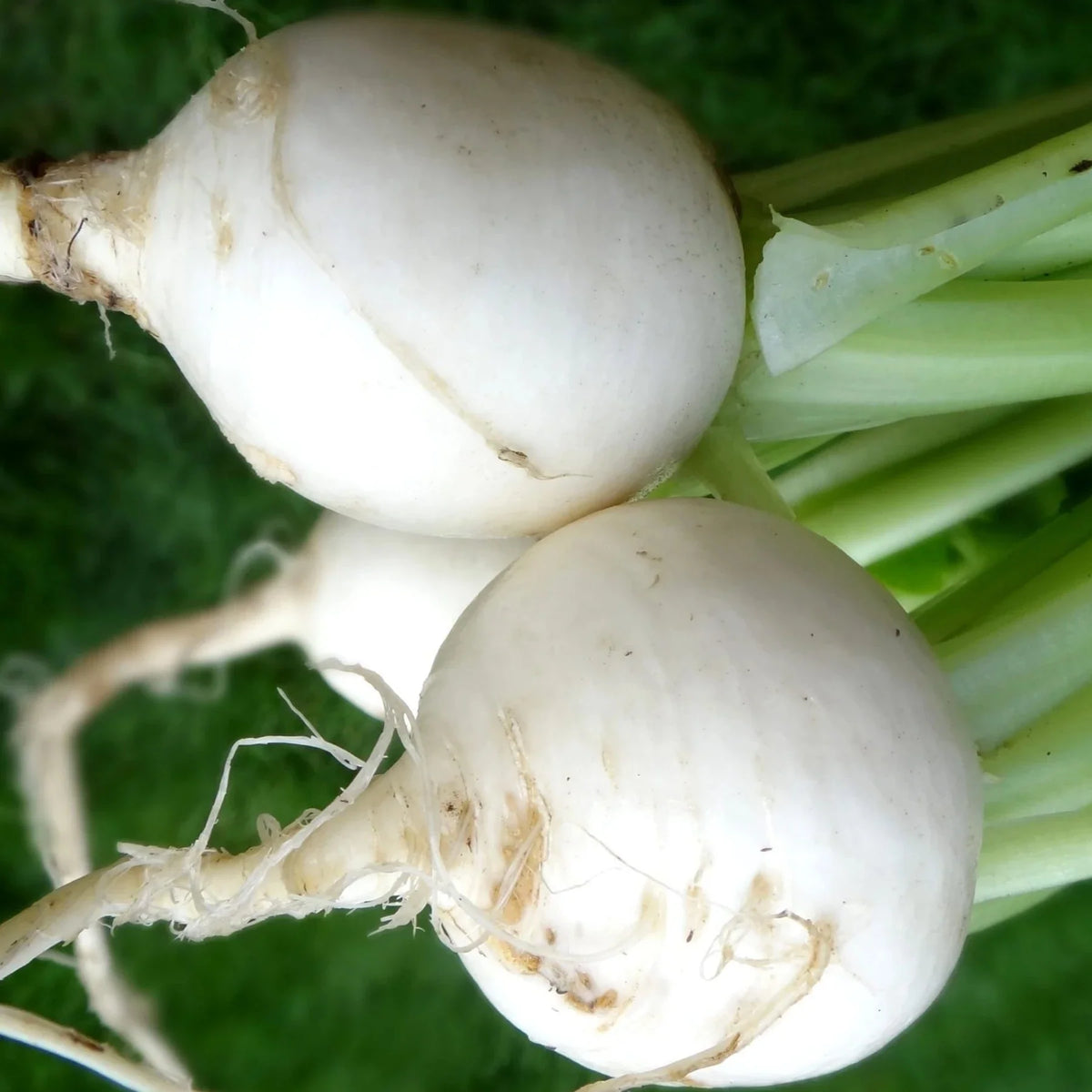 White Egg Heirloom Turnip Seeds by Papaws Garden Supply