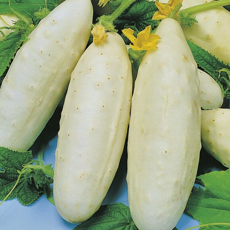 Cucumber White Wonder Seeds by Papaws Garden Supply