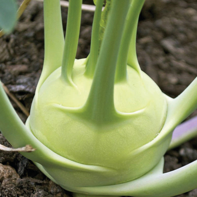 Kohlrabi White Vienna Seeds by Papaws Garden Supply