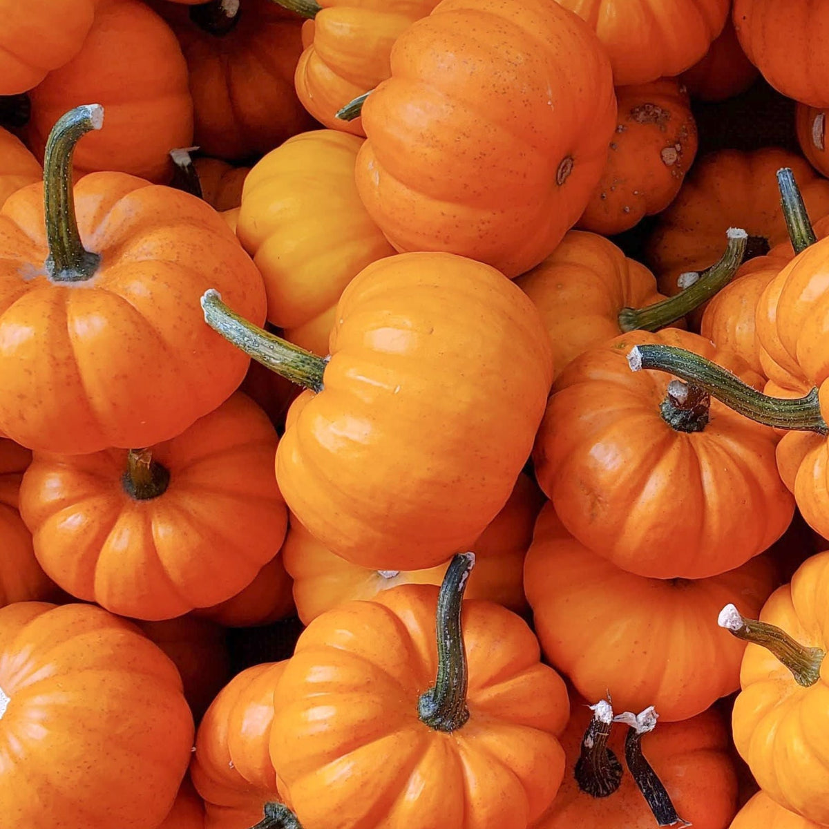 Jack Be Little Pumpkin by MIgardener