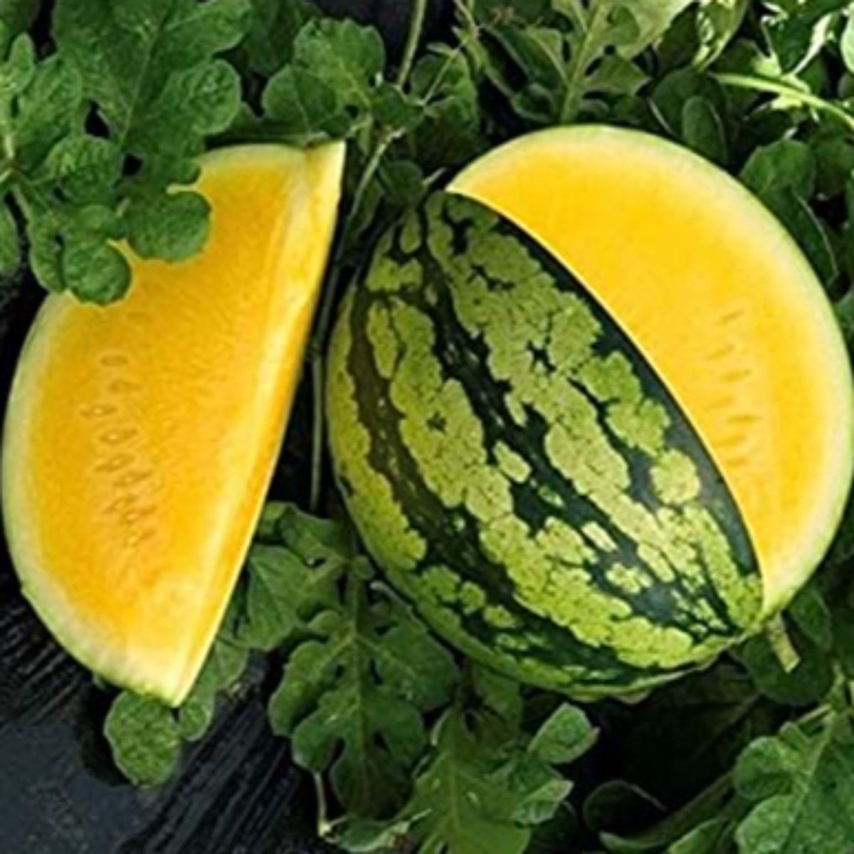 Yellow Gem Sweet Watermelon Seeds by Papaws Garden Supply