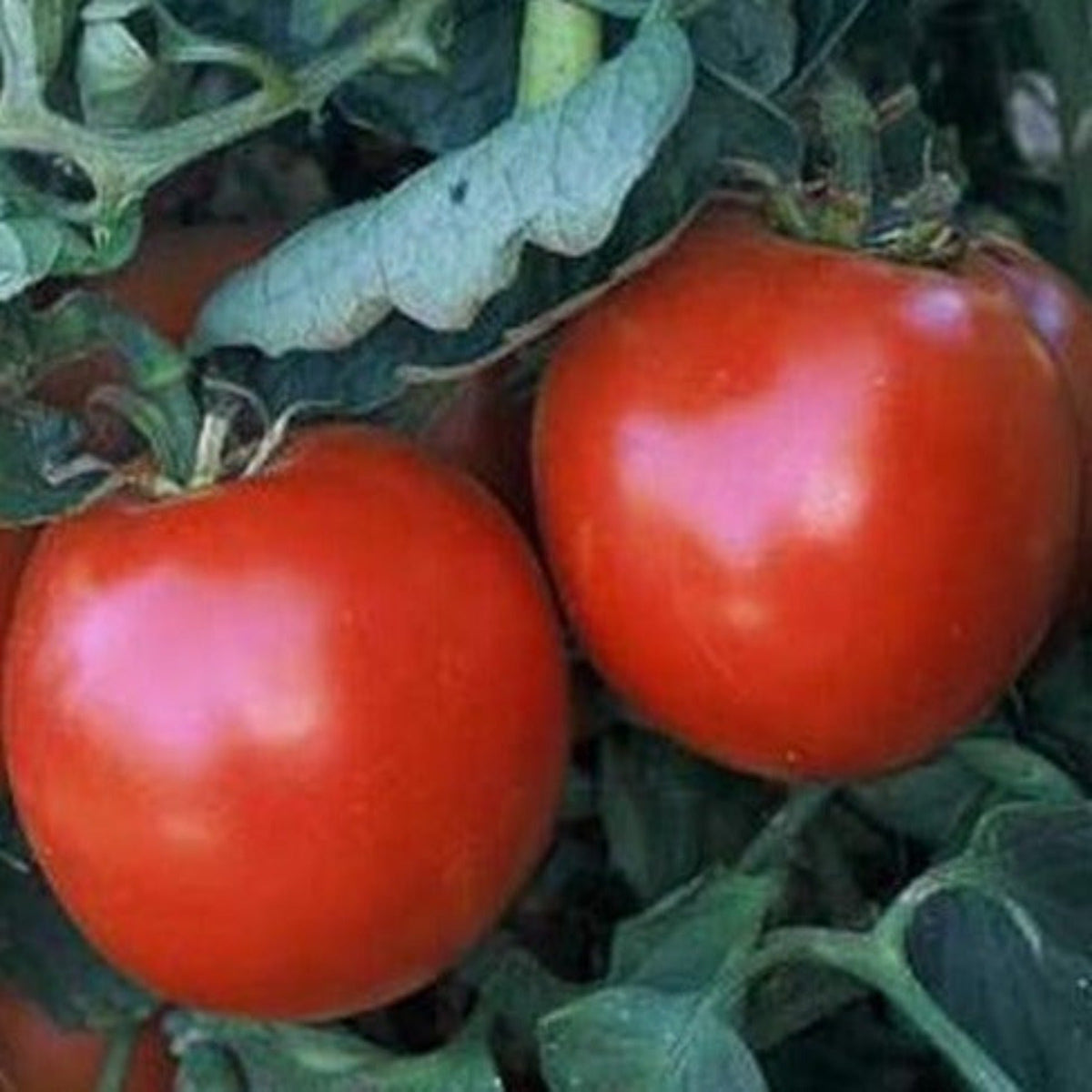 Abe Lincoln Heirloom Tomato Seeds by Papaws Garden Supply