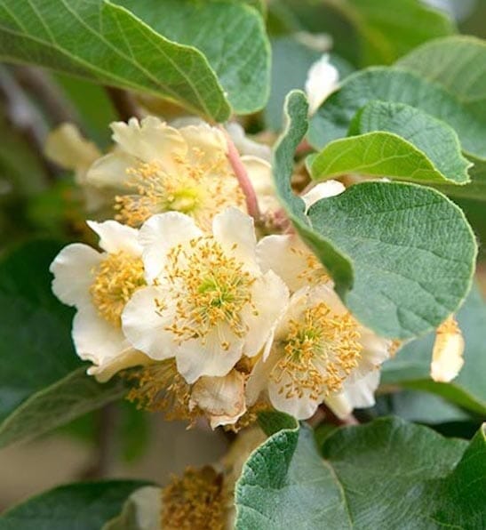 Tomuri Fuzzy Kiwi Vine (Male Pollinator) from Everglades Farm