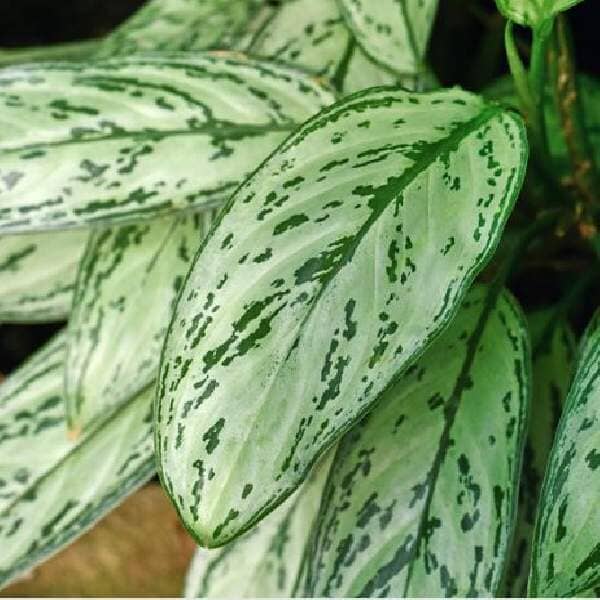 Aglaonema Queen | Chinese Evergreen | Low Maintenance House Plant in 6" pot from Everglades Farm