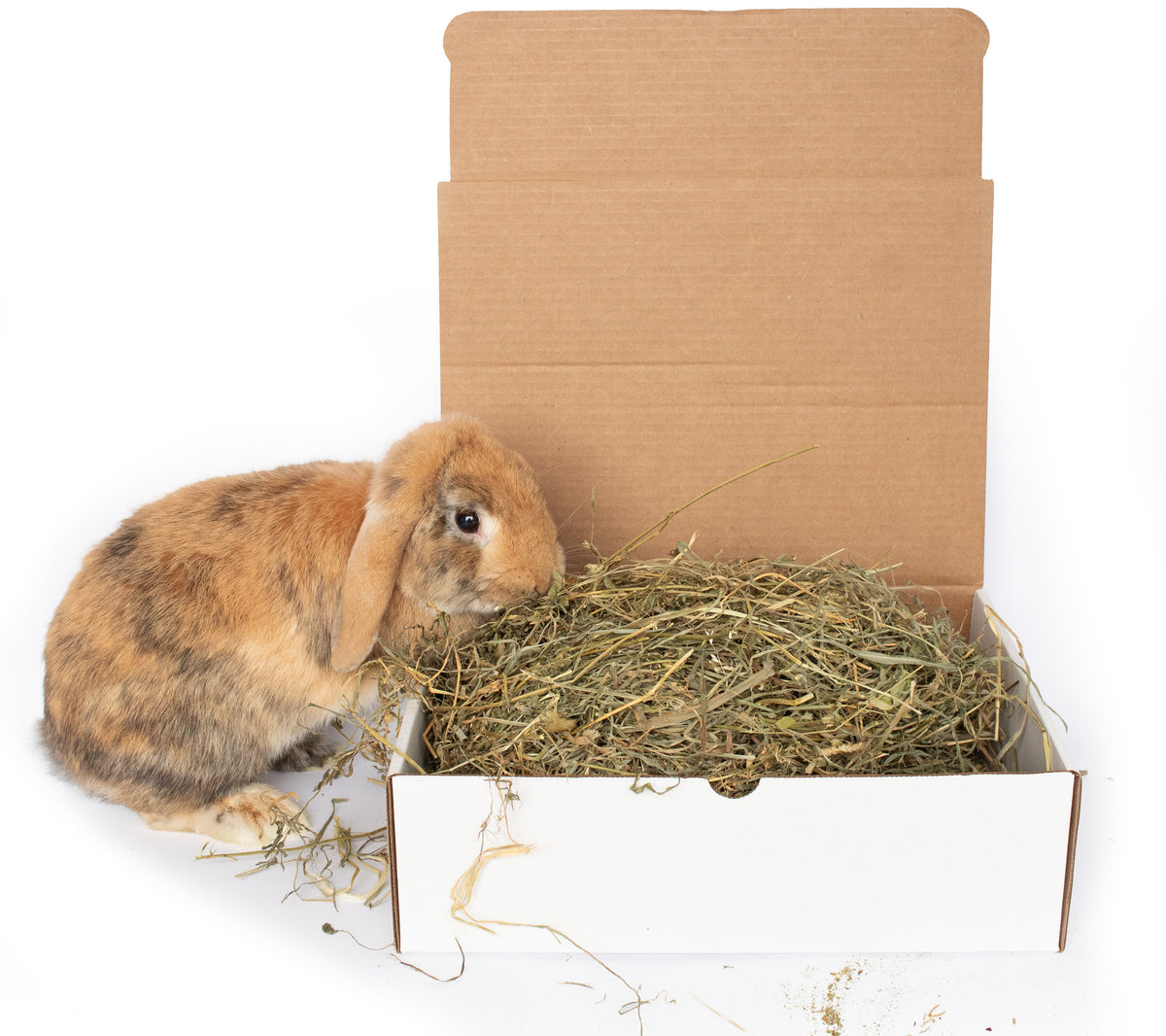 BunLuv All Natural Alfalfa For Rabbits, Guinea Pigs, Chinchillas, & Hamsters (10 Pounds) from Dahlia Pets