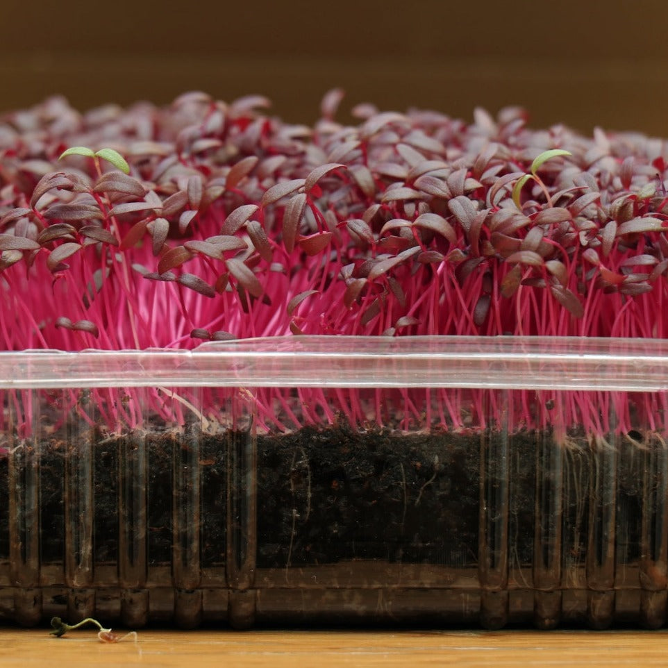 Amaranth Microgreen - 1 Ounce by MIgardener