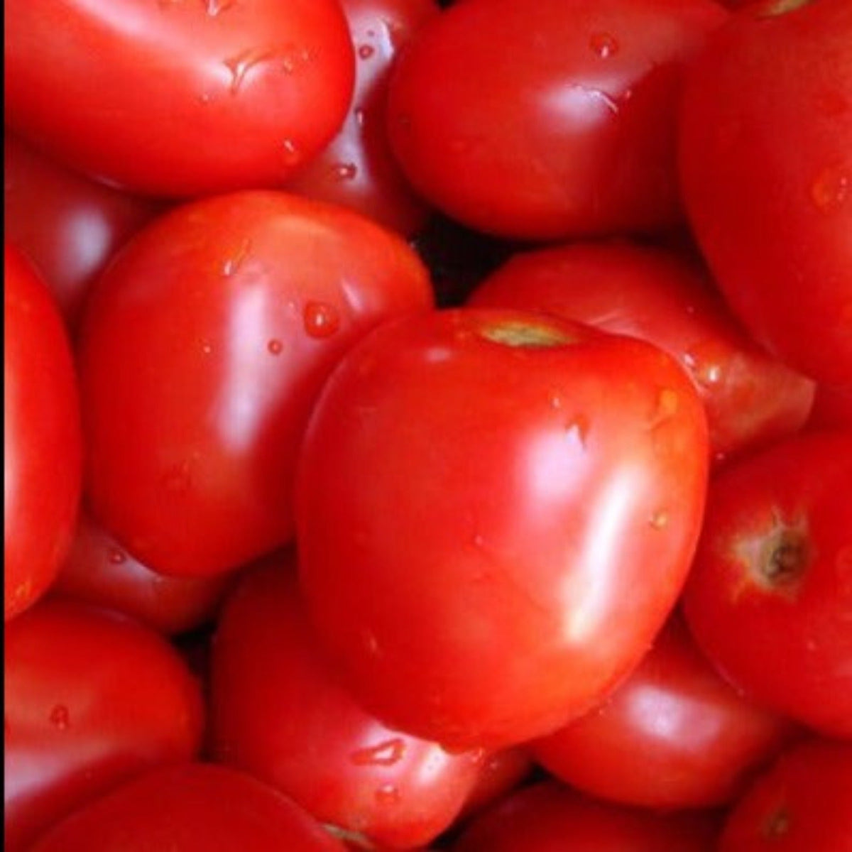 Amish Paste Heirloom Tomato Seeds by Papaws Garden Supply