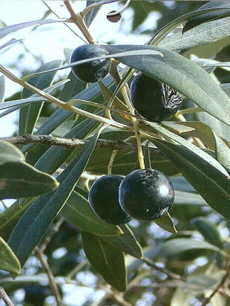 Coratina Olive Tree, Semi-Dwarf from Everglades Farm