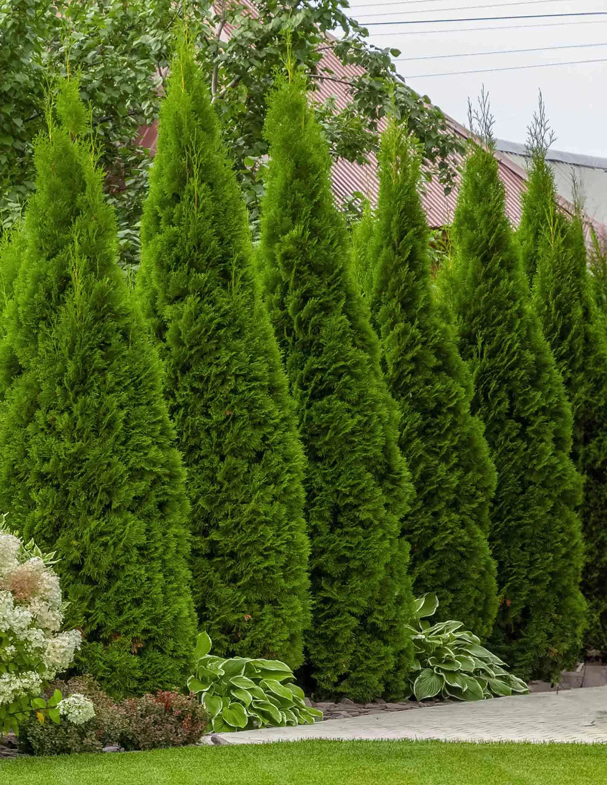 Thuja Green Giant Arborvitae For Sale from Everglades Farm