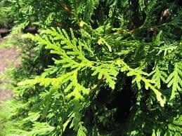 Thuja Green Giant Arborvitae For Sale from Everglades Farm